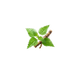 Ortiga